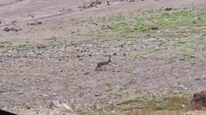 there were jackrabbits scurrying around the park!